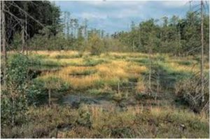 Marsh